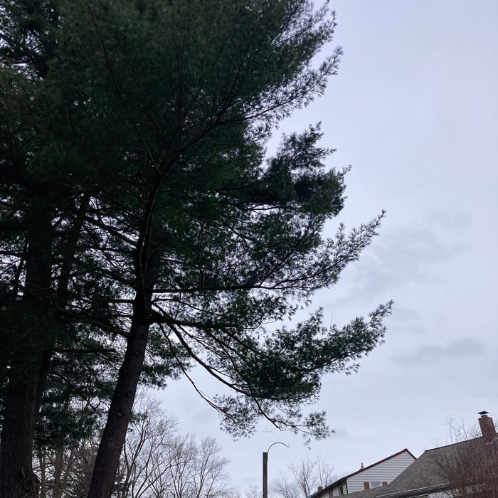 Tall Pine leans toward multiple properties