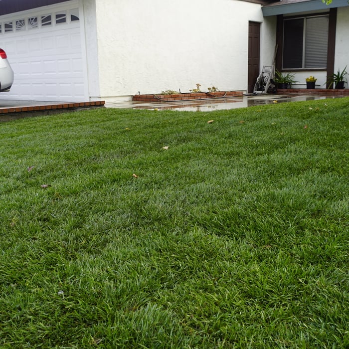 new lawn