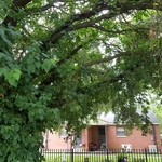 Downtown Tree Pruining Project 2