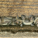 Bats in attic