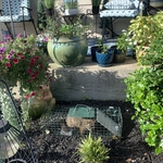 Groundhog removal
