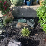 Lawn services