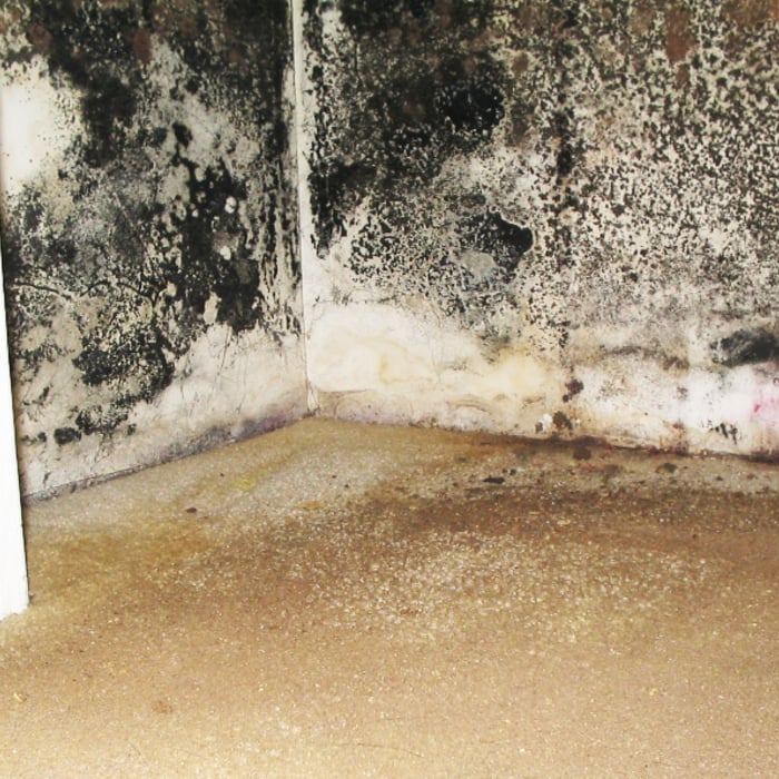 Microbial Growth