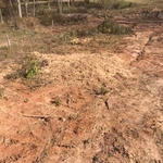 Stump Grinding