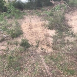 Stump Grinding