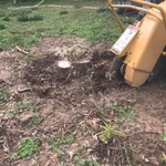 Stump Grinding