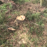 Before the Stump Grinding begins