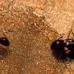 Ants at work.