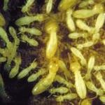 Termites at work.