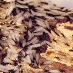 Termite Colony
