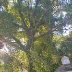 Cleaning of Water Oak