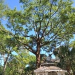 Cleaning of Water Oak