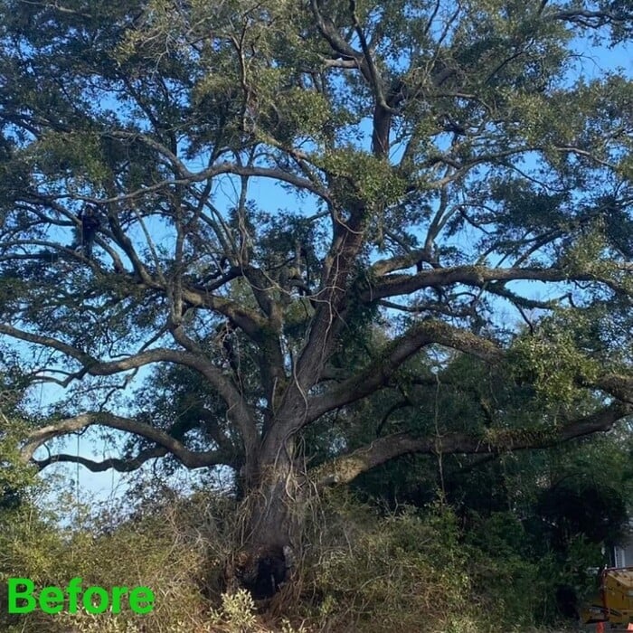 Before cleaning of Grand Oak