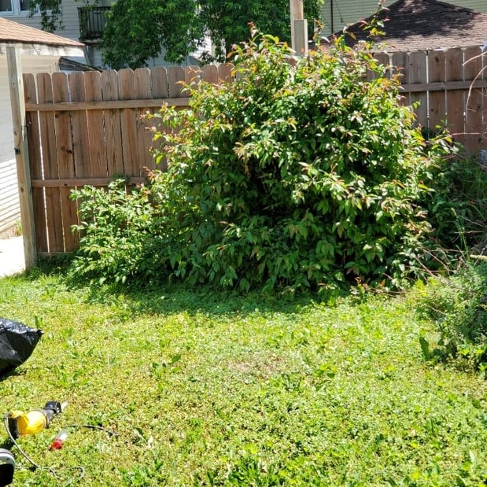 Bush removal