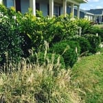 Overgrown bushes