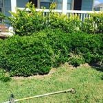 Overgrown bushes