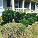 Hedge trimming