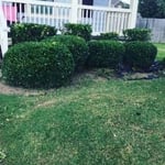 Hedge trimming