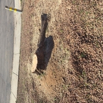 Mesquite Removal/2021 (after/now for stump grindin