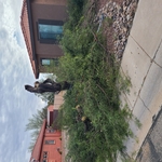 Mesquite Removal/2021 (Mid Process)