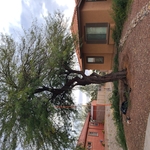 Mesquite Removal/2021 Before