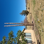 Pine #2
