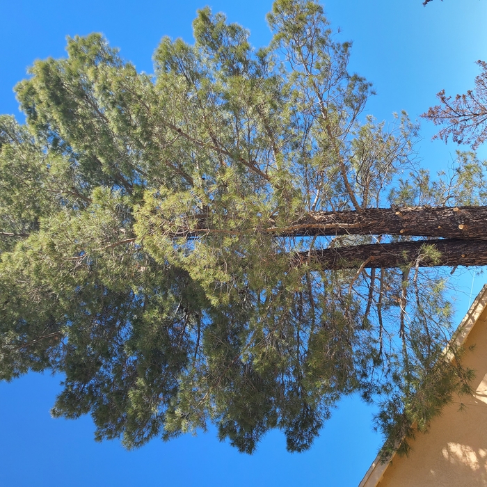 Pine #2