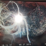 Root Growth
