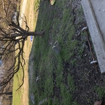 Mulching