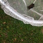 Bat Removal