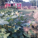 Hedge Fence