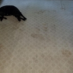 Sad Dog with pet stains