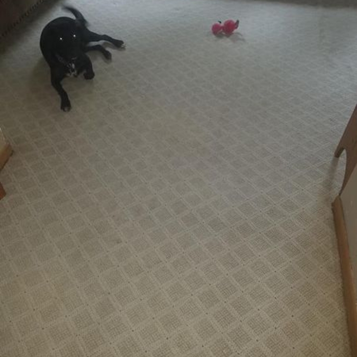 Pet Stains