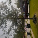 tree trimming