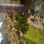 hedge trimmin