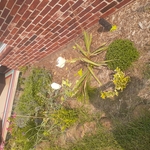garden area