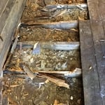 Dry rot