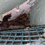 Bats