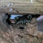 raccoon in attic