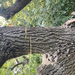Tree Removals and Pruning