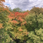 Tree Removals and Pruning