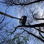 Tree Removals and Pruning