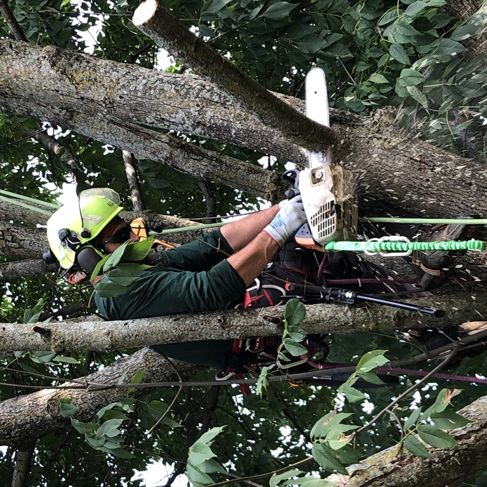 Sometimes we prune ash without removing them!