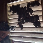 Bats in an attic