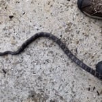 Snake removal