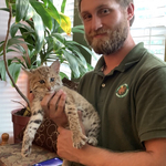 Bobcat