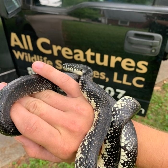 Snake