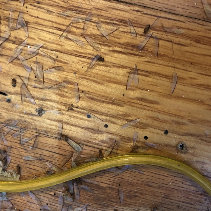 Drywood Termite Swarmers