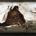 Water damage