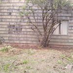 4 ft Garden around home